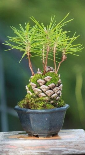 Simbolismo de la Piña de Pino