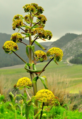 Cañaférula