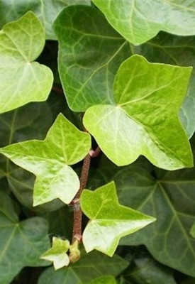 Rama de Hiedra